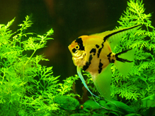 Aquarium